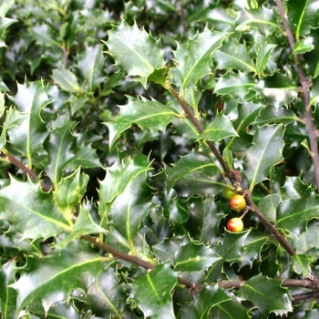 Ilex 'WillEmer' PP12314