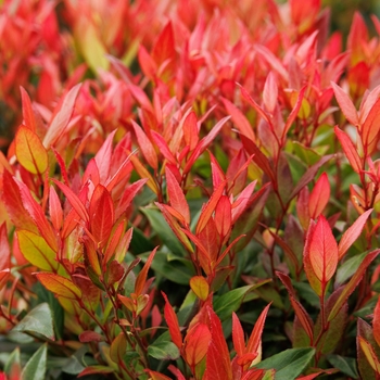 Leucothoe fontanesiana 'Little Flames' PP25246