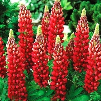 Lupinus polyphyllus 'Gallery Red' 