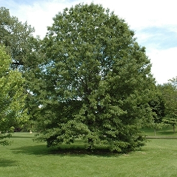 Quercus ellipsoidalis