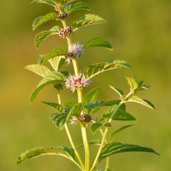 Mentha arvensis