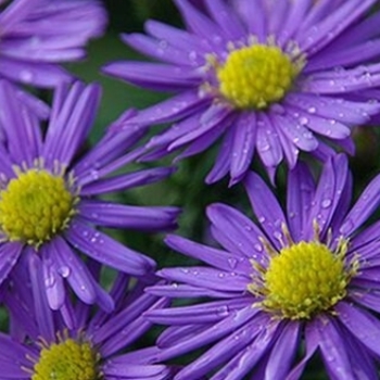 Aster 'Purple' 