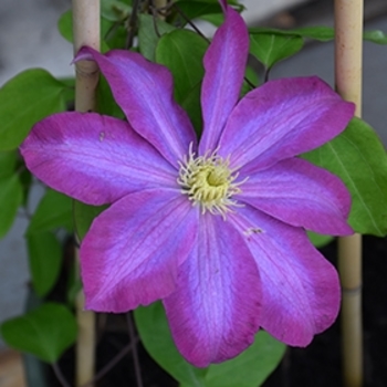 Clematis 'Pink champagne' Kakio