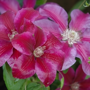 Clematis 'Killian Donahue' PP18913