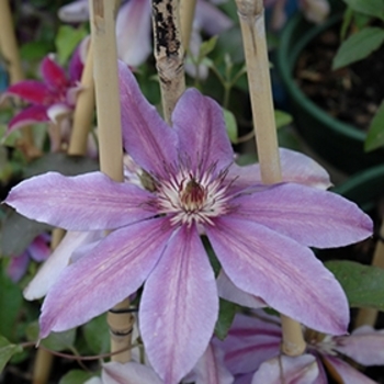 Clematis 'Starry Nights' 