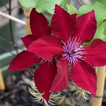 Clematis 'Evipo079' PPAF