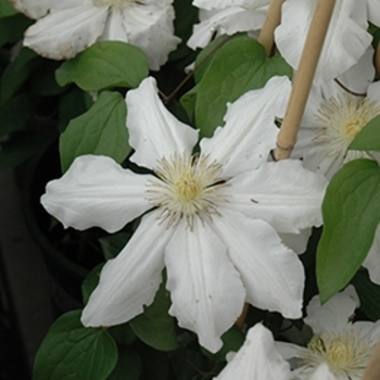 Clematis 'Toki' 