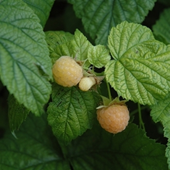 Rubus idaeus var. strigosus 'Fall Gold' 