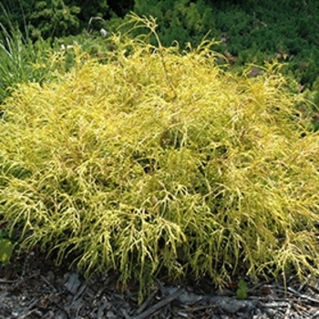 Chamaecyparis pisifera 'Golden Charm' 