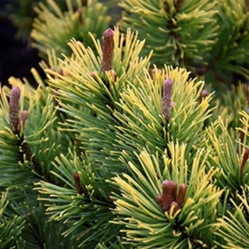 Pinus mugo 'Carsten's Wintergold' 