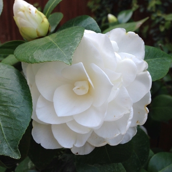 Camellia japonica 'Nuccio's Gem' 