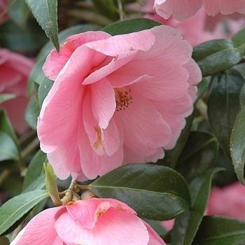 Camellia japonica 'Dad's Pink' 