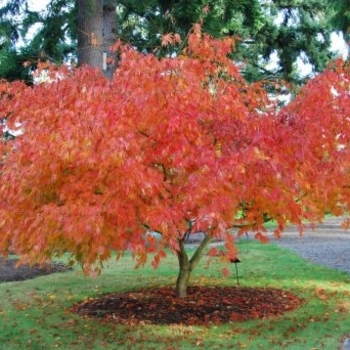 Acer palmatum 'Omure-Yama' 