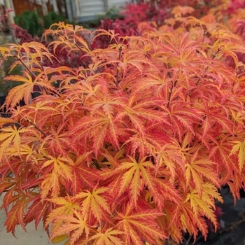 Acer palmatum 'Orion' 