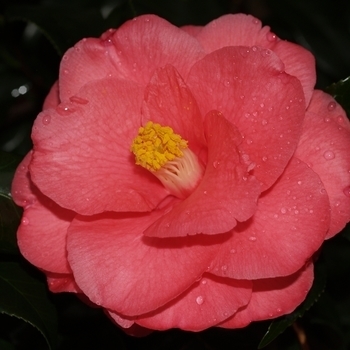 Camellia japonica 'Red Aurora' 