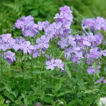 Phlox divaricata 'Blue Moon' 