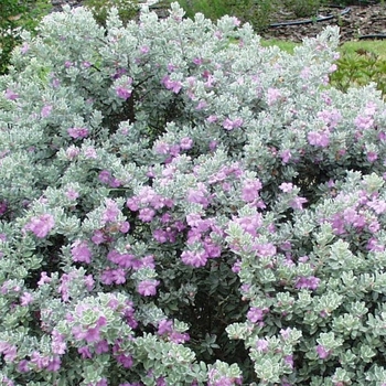 Leucophyllum frutescens 'Silver Star' 