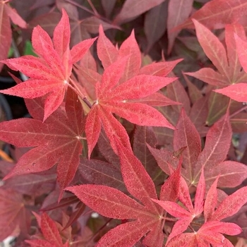 Acer palmatum 'Red Baron' 