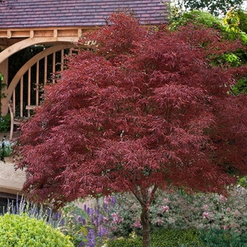 Acer palmatum 'Red Pygmy' 