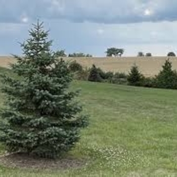 Picea glauca 'Densata' 