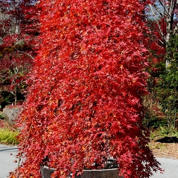 Acer palmatum 'Ryusen' PP18501