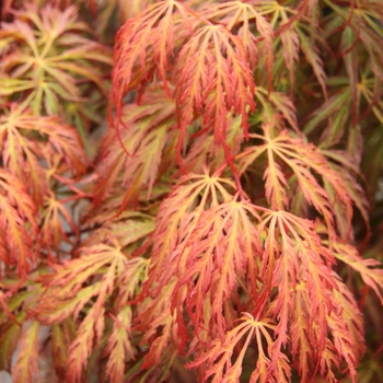 Acer palmatum var. dissectum 'Jeddeloh Orange' 