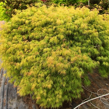 Acer palmatum var. dissectum 'Lemon Lime Lace' 