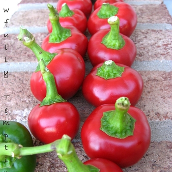 Capsicum annuum 'Time Bomb' 