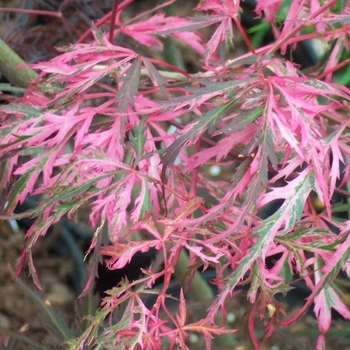 Acer palmatum 'Hana matoi' 