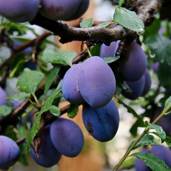 Prunus domestica 'Italian' 