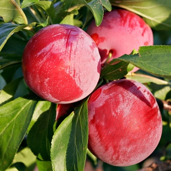 Prunus salicina 'Burbank' 