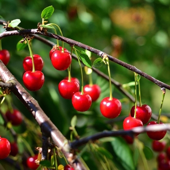 Prunus cerasus 'North Star' 