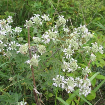 Pycnanthemum pilosum