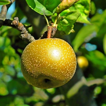 Pyrus pyrifolia 'Nijiisseiki' 