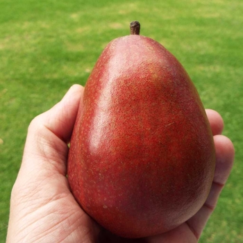 Pyrus communis 'Red D'Anjou' 