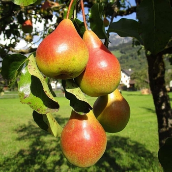 Pyrus communis 'Moonglow' 