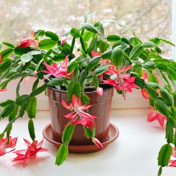 Schlumbergera x buckleyi