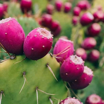 Opuntia basilaris