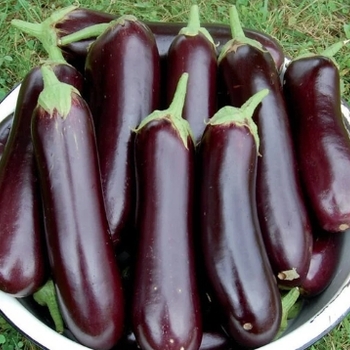 Solanum melongena 'Millionaire' 