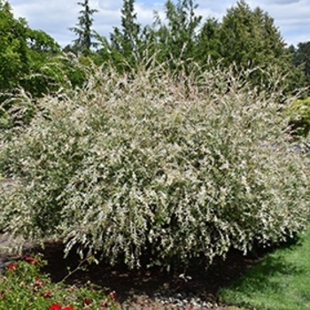 Salix integra 'Hakuro-Nishiki' 