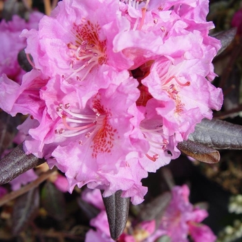 Rhododendron 'Midnight Ruby' 