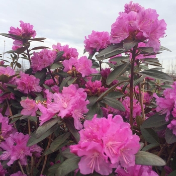 Rhododendron 'PJM Elite Star' 