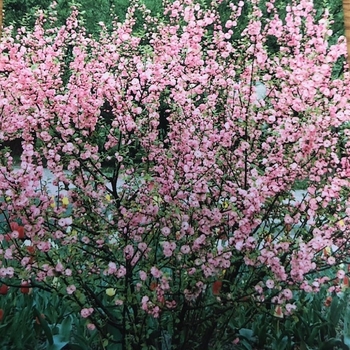 Prunus triloba