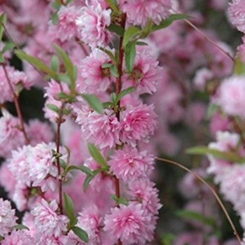 Prunus glandulosa