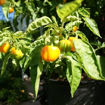 Capsicum annuum 'Burning Bush' 