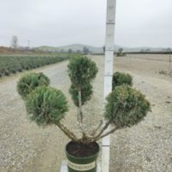 Juniperus chinensis 'Mint Julep®' 