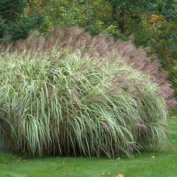 Miscanthus sinensis 'Variegatus' 