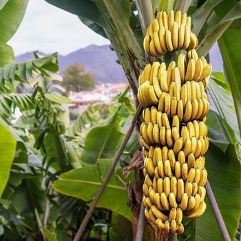 Musa 'Dwarf Cavendish' 