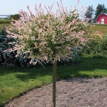 Salix integra 'Flamingo' 