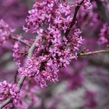 Cercis canadensis 'Minnesota Strain' 